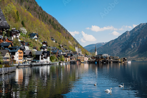 Panorama of Hallstatt at Lake Hallstatt with Mute Swans (Cygnus olor)