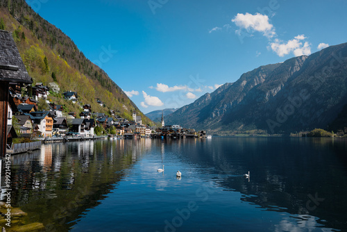 Panorama of Hallstatt at Lake Hallstatt with Mute Swans (Cygnus olor)