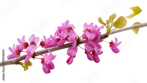 Photos Isolated vibrant pink redbud tree blossoms and young green leaves on a bare bran