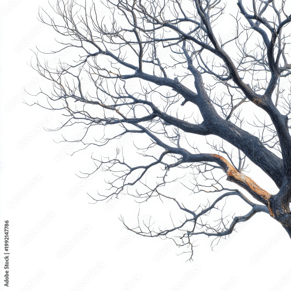 Fototapeta premium Dead tree with bare branches isolated on white
