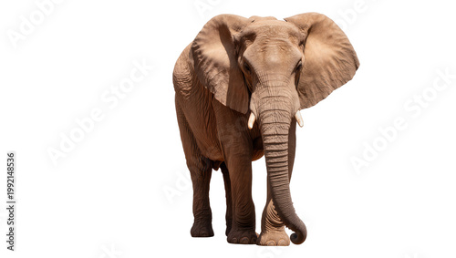Картината върху платно Isolated African elephant standing front view, majestic wild animal with large e