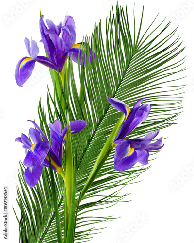 Foto Bright purple flowers are placed next to long green leaves