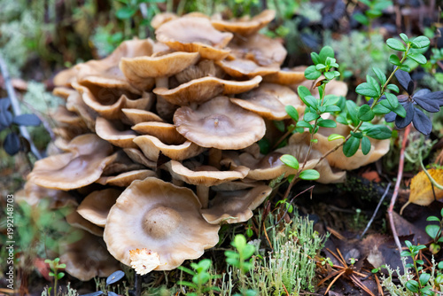 Armillaria mellea on an old stump, close-up