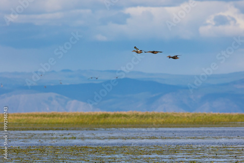 Three ducks are flying over a lake overgrown with reeds.