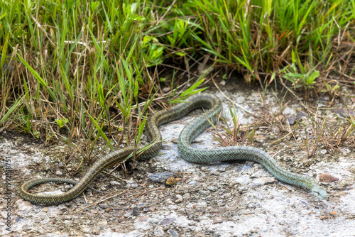 A close-up of a Japanese rat snake. Kunashir, Southern Kuril Islands