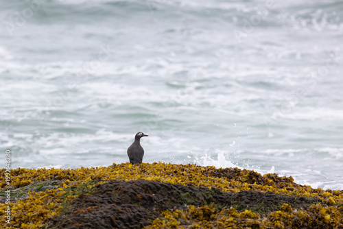 Spectacular guillemot or sooty guillemot (Cepphus carbo) bird perched on the ocean shore