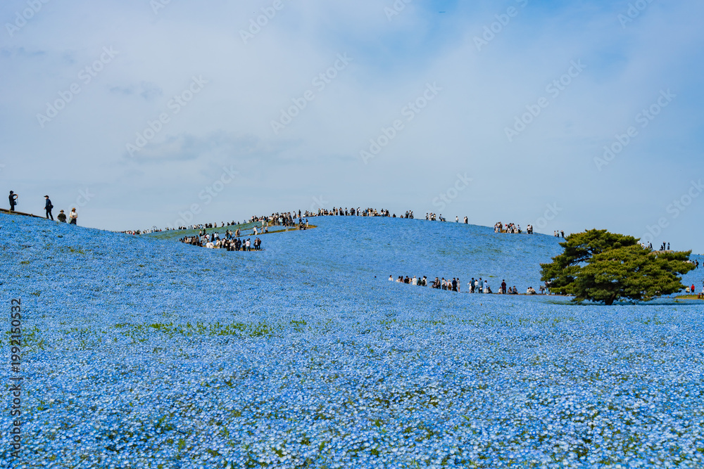 Naklejka premium 青空と茨城の国営ひたち海浜公園のネモフィラ 日本の風景
