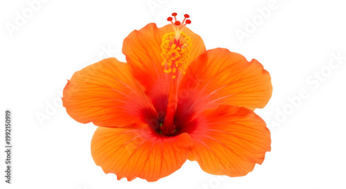 Vibrant orange hibiscus flower with yellow stamens isolated on transparent background