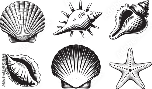black and white illustration of various seashells and starfish