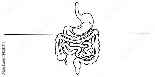 Continuous line drawing of the human digestive system including stomach and intestines Vector, illustration