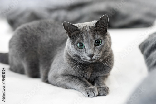 Foto Russian Blue cat lying on white bed, alert expression
