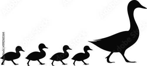 Silhouette of a mother duck leading her ducklings in a line representing family and unity isolated on a white background
