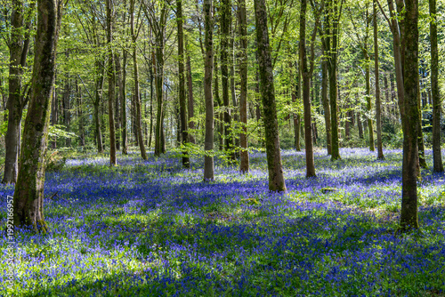 Tableau sur toile Beautiful bluebells a symbol of humility constancy gratitude and everlasting lov