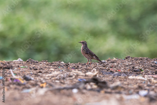 Rosy pipit (Anthus roseatus) at Dumping Ground, Guwahati, Assam, India