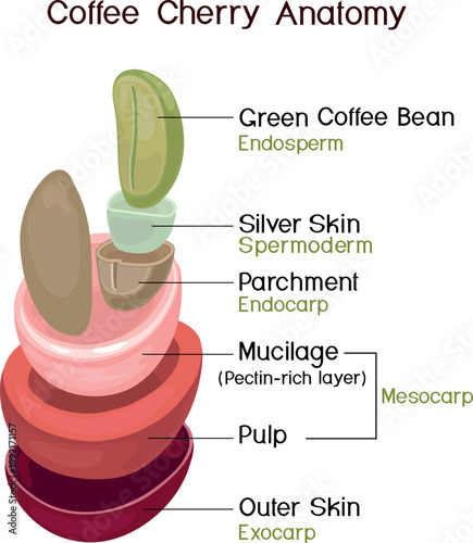 Coffee cherry anatomy diagram (Coffea Arabica) showing layers: bean, silver skin, parchment, mucilage, pulp, and skin. Botanical infographic