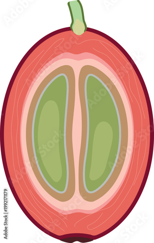 Longitudinal cross section of a coffee cherry (Coffea Arabica) showing two internal beans. Botanical diagram of coffee fruit structure