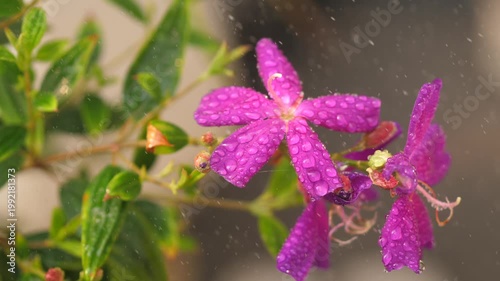 Close-up of vibrant purple Spanish Shawl flowers (Heterocentron elegans) blooming in a garden under refreshing water mist, exotic nature and botanical beauty concept