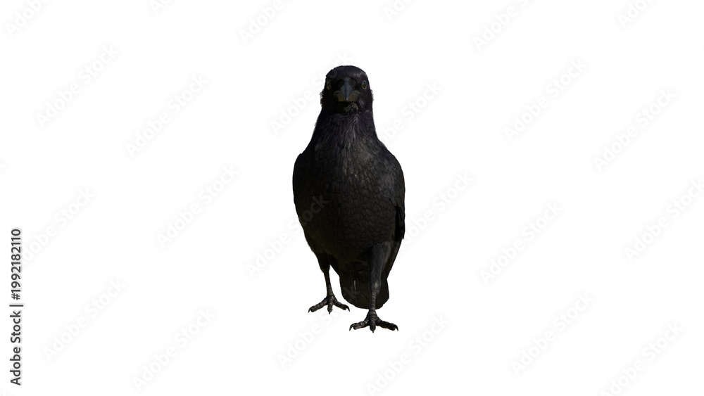 Fototapeta premium Front View Black Crow Isolated on Transparent Background – Detailed Bird Cutout
