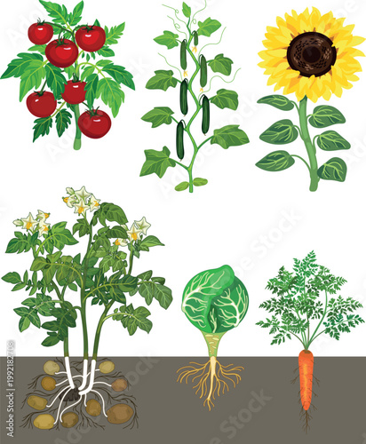 Garden vegetables and plants set with roots. Vector illustration of Tomato, Cucumber, Sunflower, Potato, Cabbage and Carrot growth isolated on white