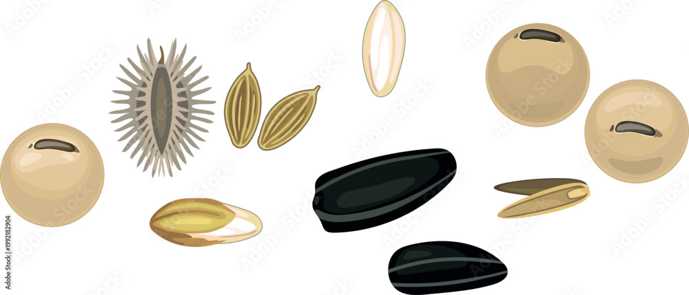 Fototapeta premium Seeds collection set: Sunflower, Cereal, Soybean, Rice and Carrot. Vector illustration of different plant seeds isolated on white