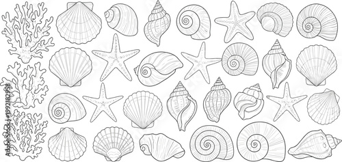 Seashell and Starfish Outline Vector Set Featuring Hand Drawn Marine Shell Collection with Coral Elements in Detailed Line Art Style