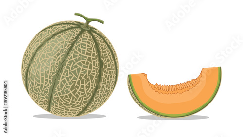 Detailed illustration of a whole cantaloupe melon with its distinctive textured skin next to a fresh juicy orange slice.