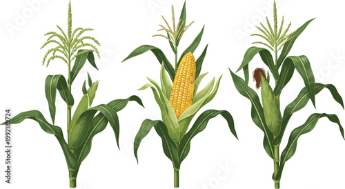 Corn Plant Growth Stages Vector Illustration Featuring Maize Crop with Leaves, Tassel and Ear Development Isolated on White Background
