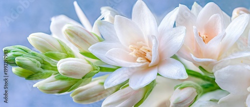 Delicate white flowers bloom against soft blue background