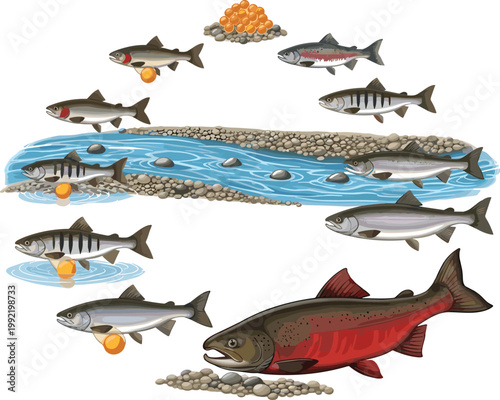Detailed Salmon Fish Complete Life Cycle Circle from Eggs to Adult Spawning Vector Illustration