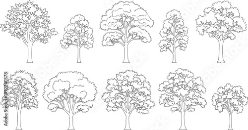 Detailed Black Outline Deciduous Tree Collection Various Shapes Architectural Blueprint Style Vector Illustration