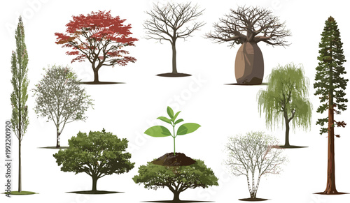 Detailed Realistic Different Tree Species Set Including Baobab Willow Sequoia Seedling Vector Collection