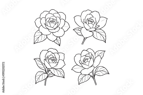 Four delicate gardenia flowers arranged in a symmetrical black and white sketch