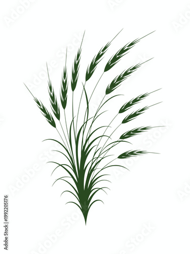 Fresh green wheat ears with stems and leaves are isolated on a white background, highlighting the growth and botanical freshness of this agricultural plant