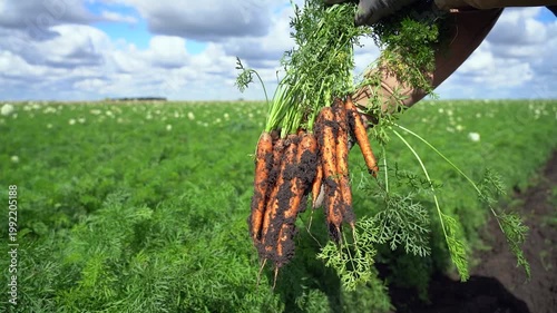 Farmer Harvesting Fresh Organic Carrots in Slow Motion on a Sunny Windy Day. Close-up of a farmer's hands holding and showing to camera a bunch of fresh organic carrots harvested from the soil.