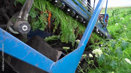 Tracking Shot of Carrot Harvester Extracting Vegetables onto Conveyor Belt. The footage captures the vibrant green tops and orange roots being pulled into the conveyor system. Smart Agriculture.