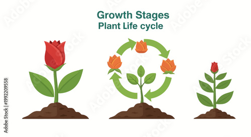 Vector illustration showing plant growth stages and life cycle of a rose flower including seedling, budding, and full bloom stages with green leaves and arrows on white background.