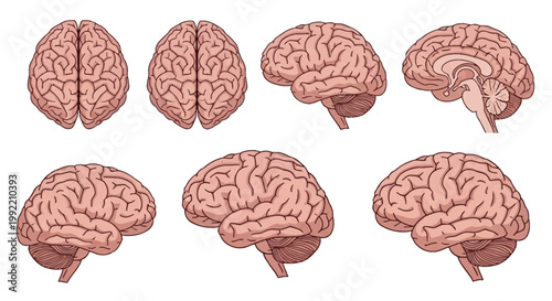 Comprehensive set of anatomical human brain vector illustrations featuring multiple perspectives including superior view, lateral view, and sagittal section on a white background.