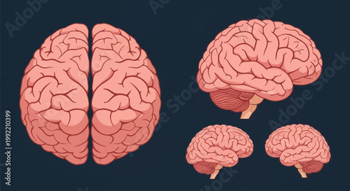 Anatomical set of human brain illustrations including superior top view of both hemispheres and lateral side views showing the cerebral cortex, gyri, sulci, and cerebellum.
