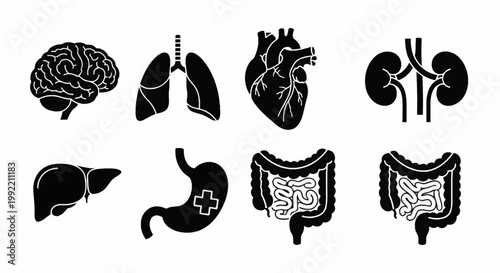 Human Internal Organ Icon Set in Black Silhouette Including Brain Lungs Heart Kidneys Liver Stomach and Intestines Isolated on White for Medical Anatomy Healthcare Graphics