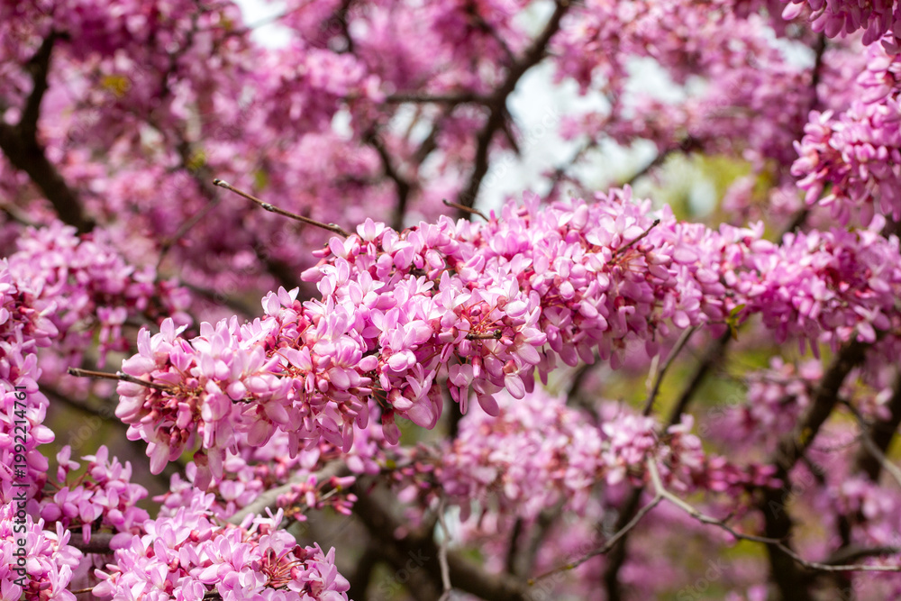 Obraz premium Vibrant Pink Flowers of Cercis Siliquastrum (Judas Tree) Blooming in Spring