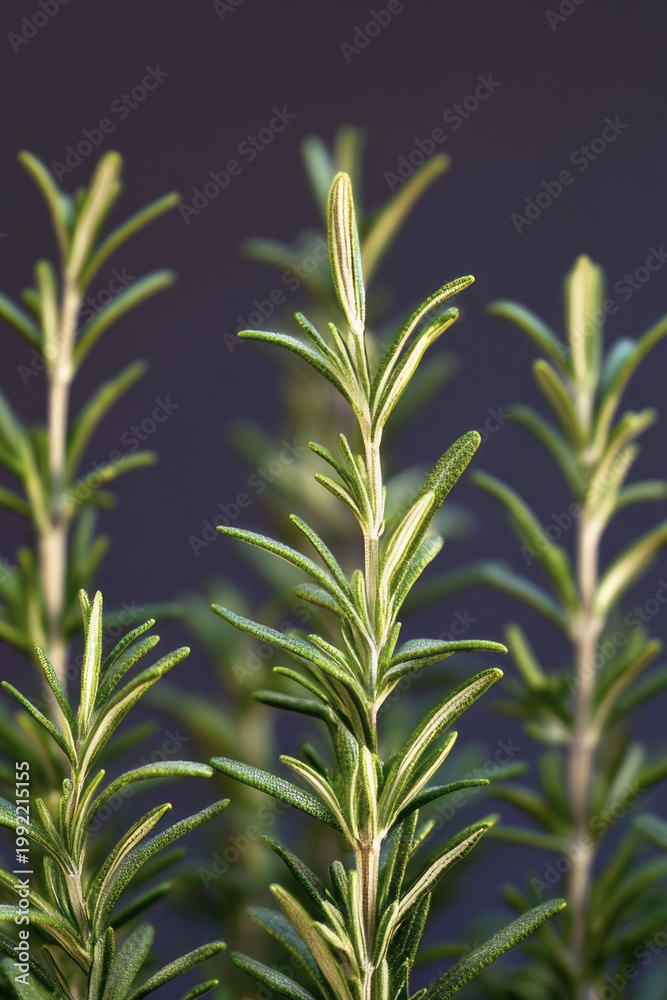 Obraz premium A cluster of fragrant rosemary plants in focus, great for herbal or botanical-themed projects vertical frame