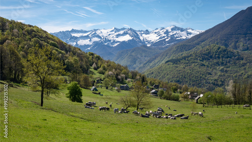 Mountain landscape with cows in the foreground and snow-capped mountains in the background. Ariege Pyrenees France