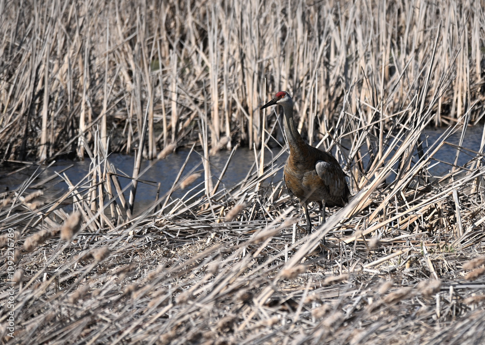 Fototapeta premium Sandhill Crane in the Marsh