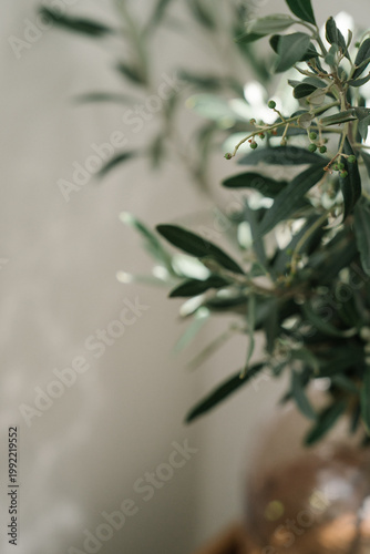 close up of olive tree branches on a white background