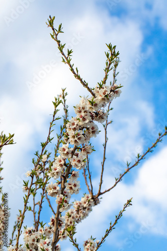 White Almond Blossoms (Prun...