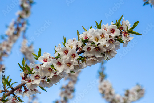White Almond Blossoms (Prun...