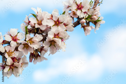 White Almond Blossoms (Prun...