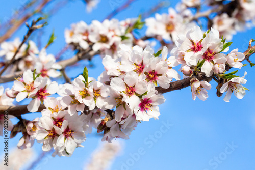 White Almond Blossoms (Prun...