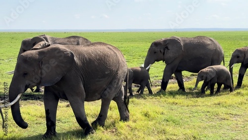 troupeau d'éléphants dans le marais vidéo 4K