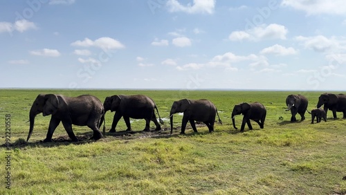 famille d'éléphants passage vidéo 4K